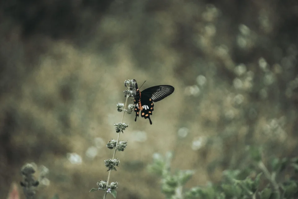 Common Windmill butterflies ( Byasa polyeuctes )