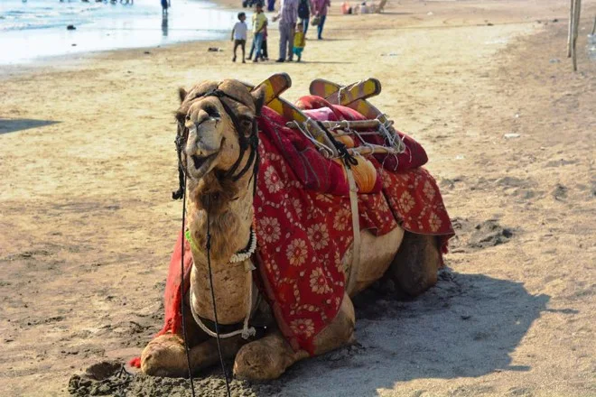 Carefree Camel not caring at all