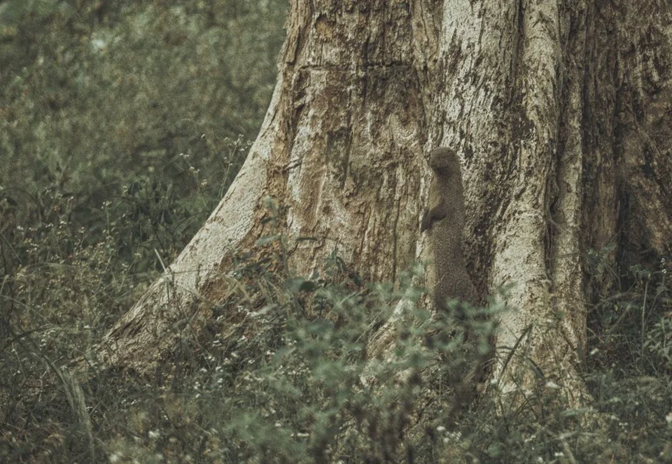 Indian grey mongoose on alert (Urva edwardsii)