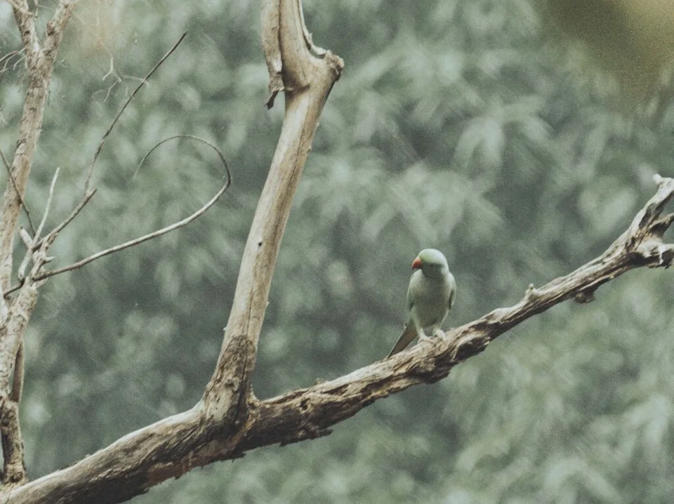 Parakeet