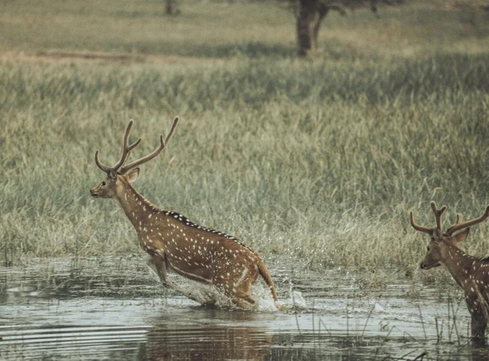 Terra Tadoba — photograph 19 by Sayantan Ghosh