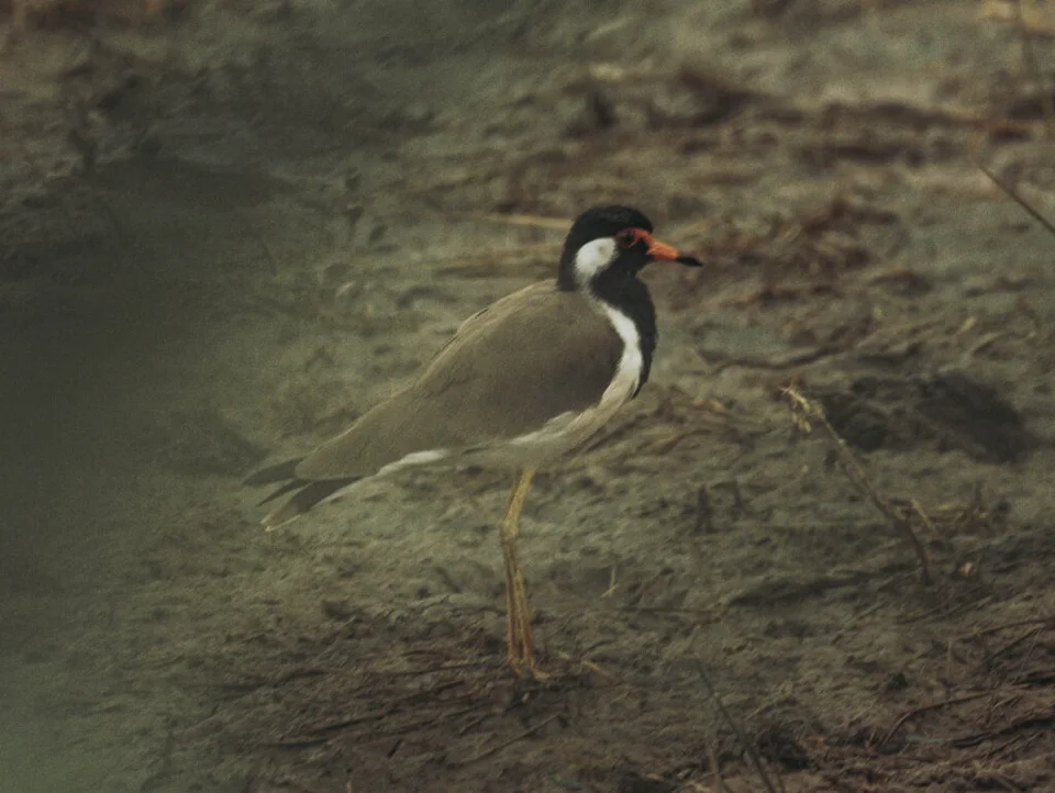 Red-wattled lapwing searching for food (Vanellus indicus)