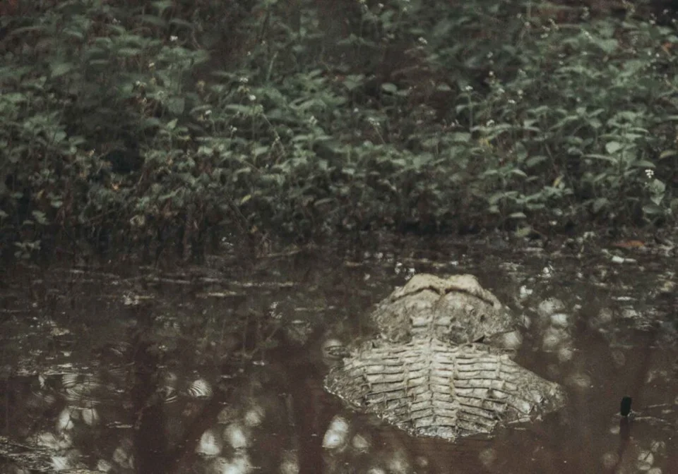 The vulnerable mugger crocodile (Crocodylus palustris)
