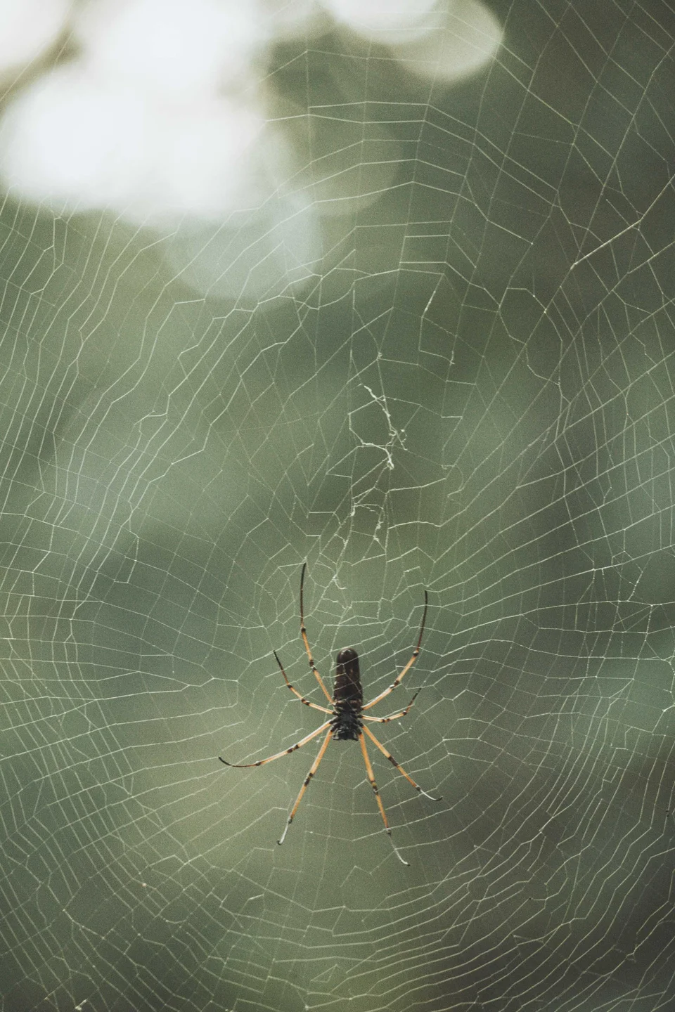 Black Wood Spider infesting the jungles (Nephila kuhlii)
