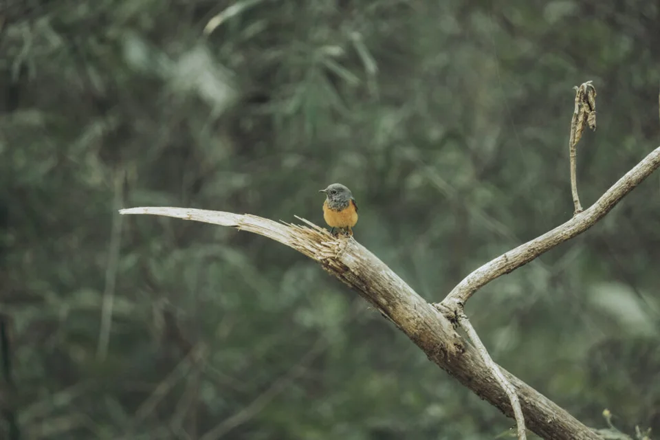 Black Redstart being bothered (Phoenicurus ochruros)