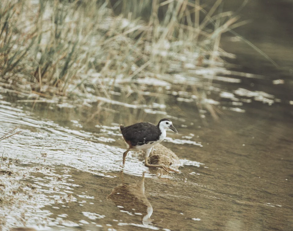 White-breasted waterhen searching for snack (Amaurornis phoenicurus)