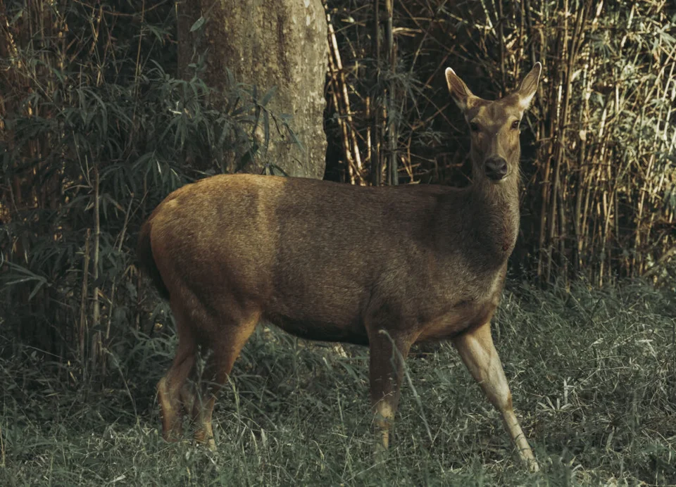 Vulnerable Species Sambar Deer ( Rusa unicolor )