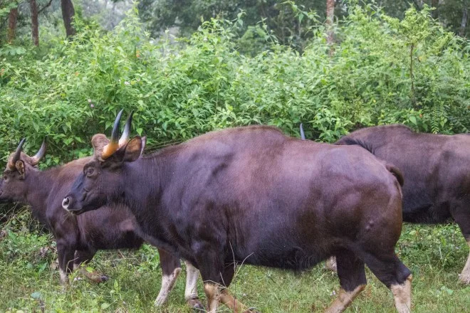 Bison
