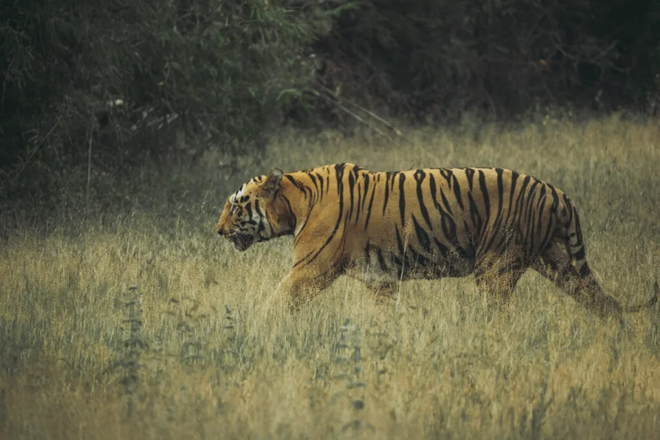 Tiger 45 Bajrangi Endangered Royal Bengal male Tiger (Panthera tigris tigris)