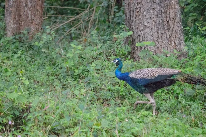 Peacock
