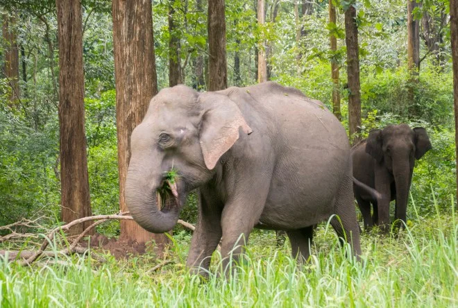Elephant