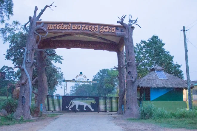 Forest Entry