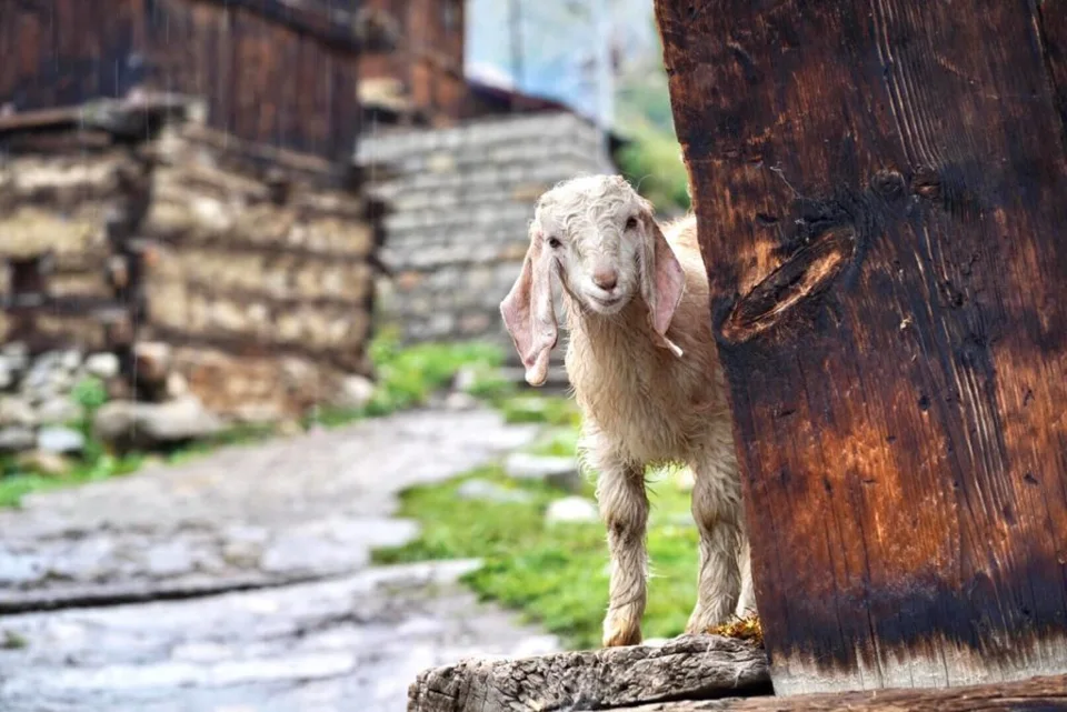 Adventure Spiti — photograph 8 by Sayantan Ghosh