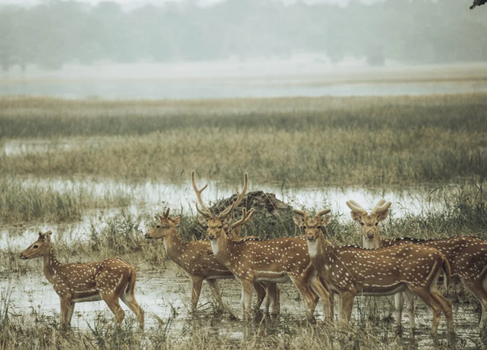 Spotted Chital Deer family on high alert (Axis axis)