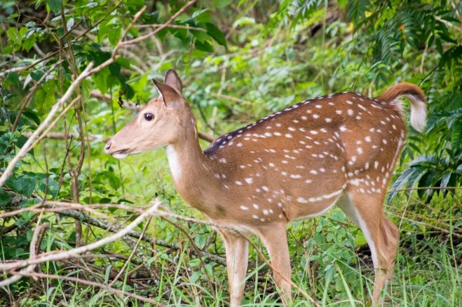 Chinkara